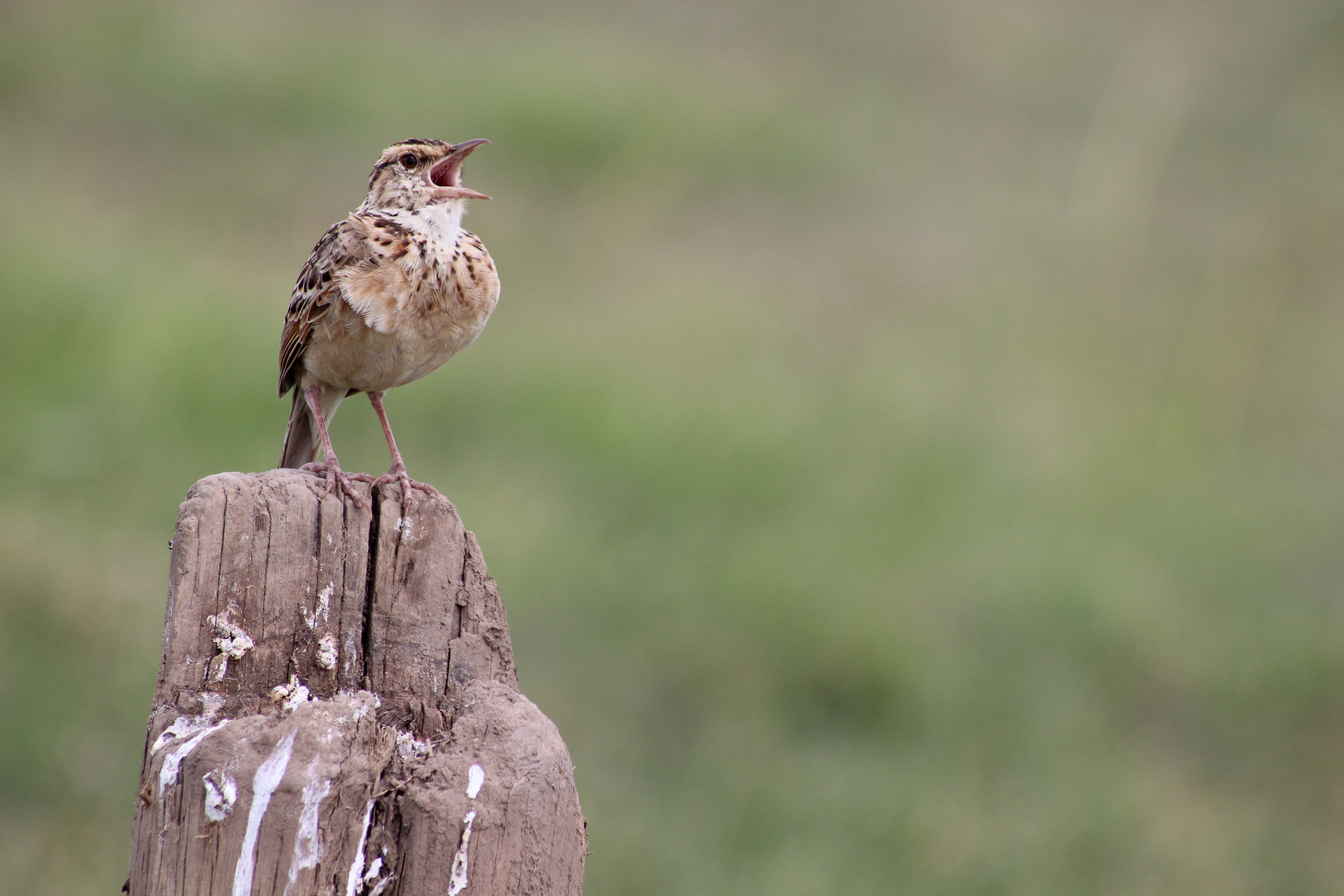 4. The Role of ​Singing Bush Larks in Masai⁢ Mara's‌ Ecosystem: ⁤A Natural Symphony