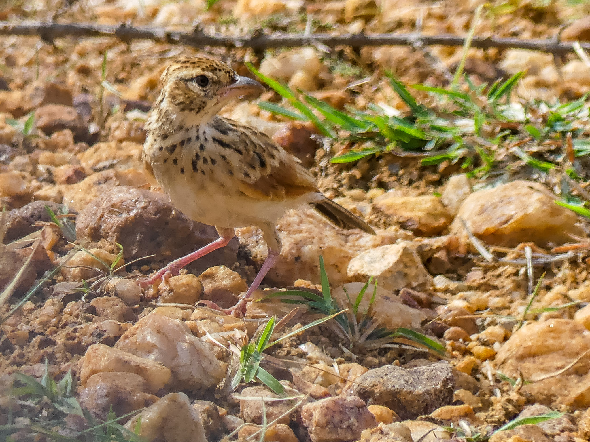 5. Conservation Efforts for the Singing Bush Lark: Protecting this Enchanting Species