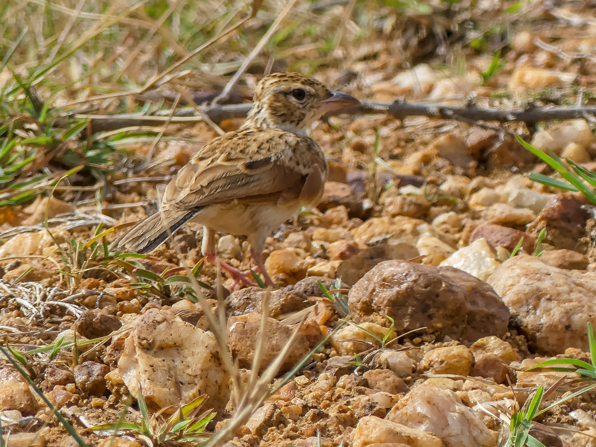 2. Unique⁤ Features and Vocal Talent⁤ of‌ the Singing Bush Lark: A Harmonious⁣ Delight