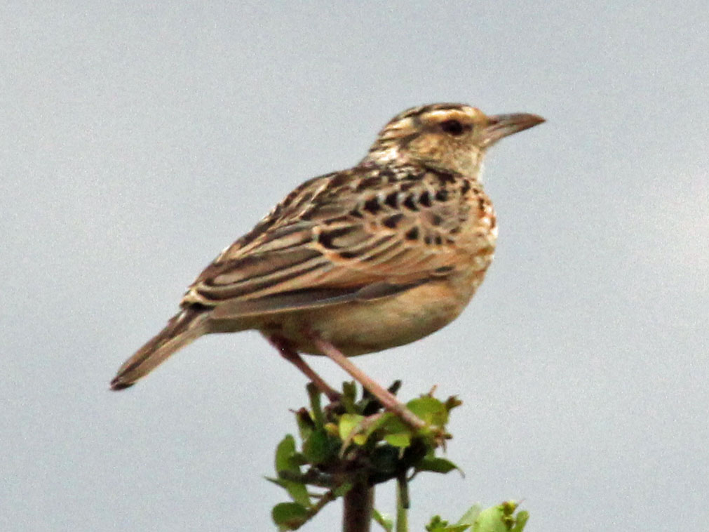 1. The Fascinating ‍Habitat of​ the Singing Bush ⁣Lark in⁢ Masai Mara National Park