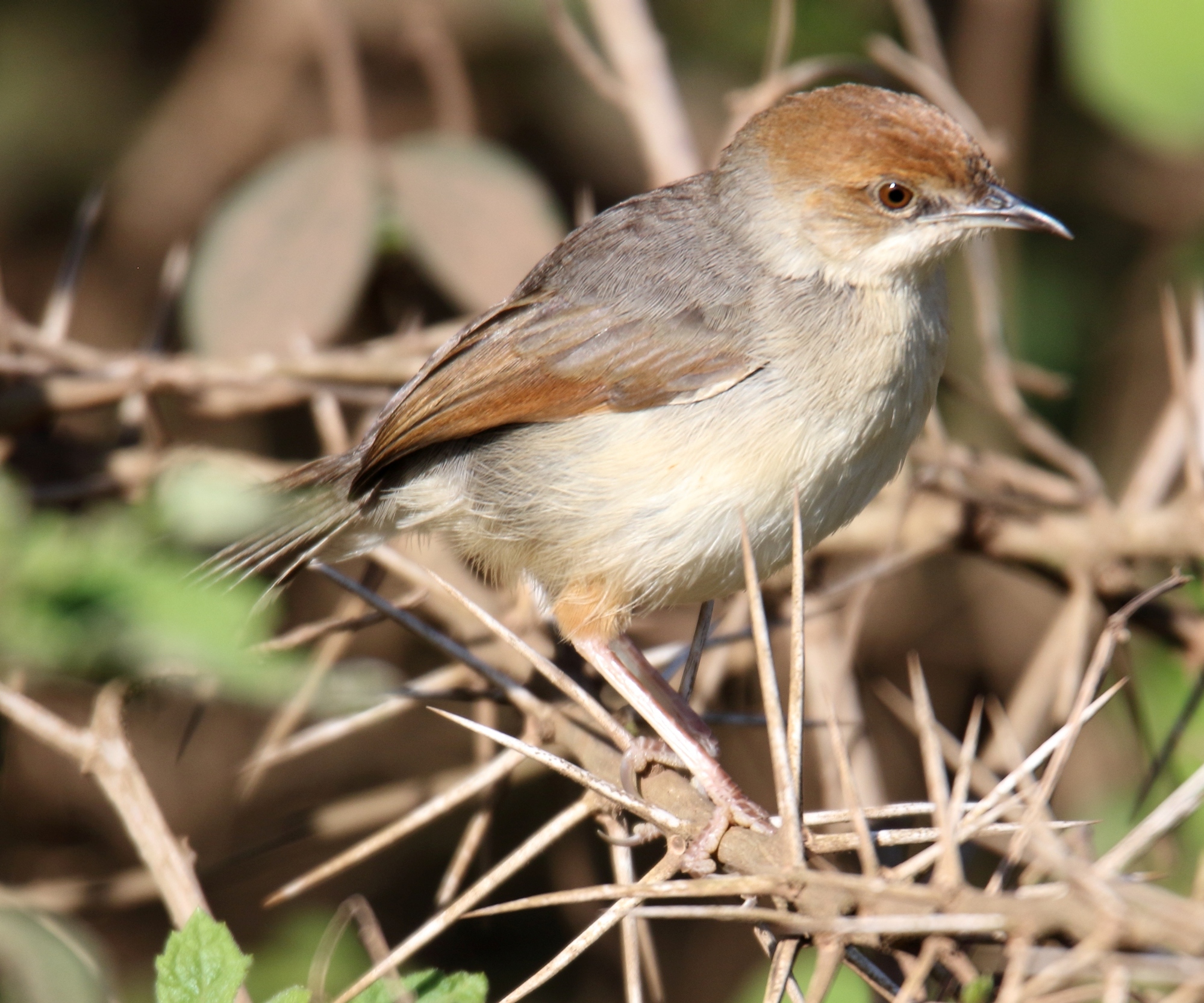 Conservation Status and Threats to the‍ Red-faced Cisticola in Masai⁤ Mara National⁤ Park