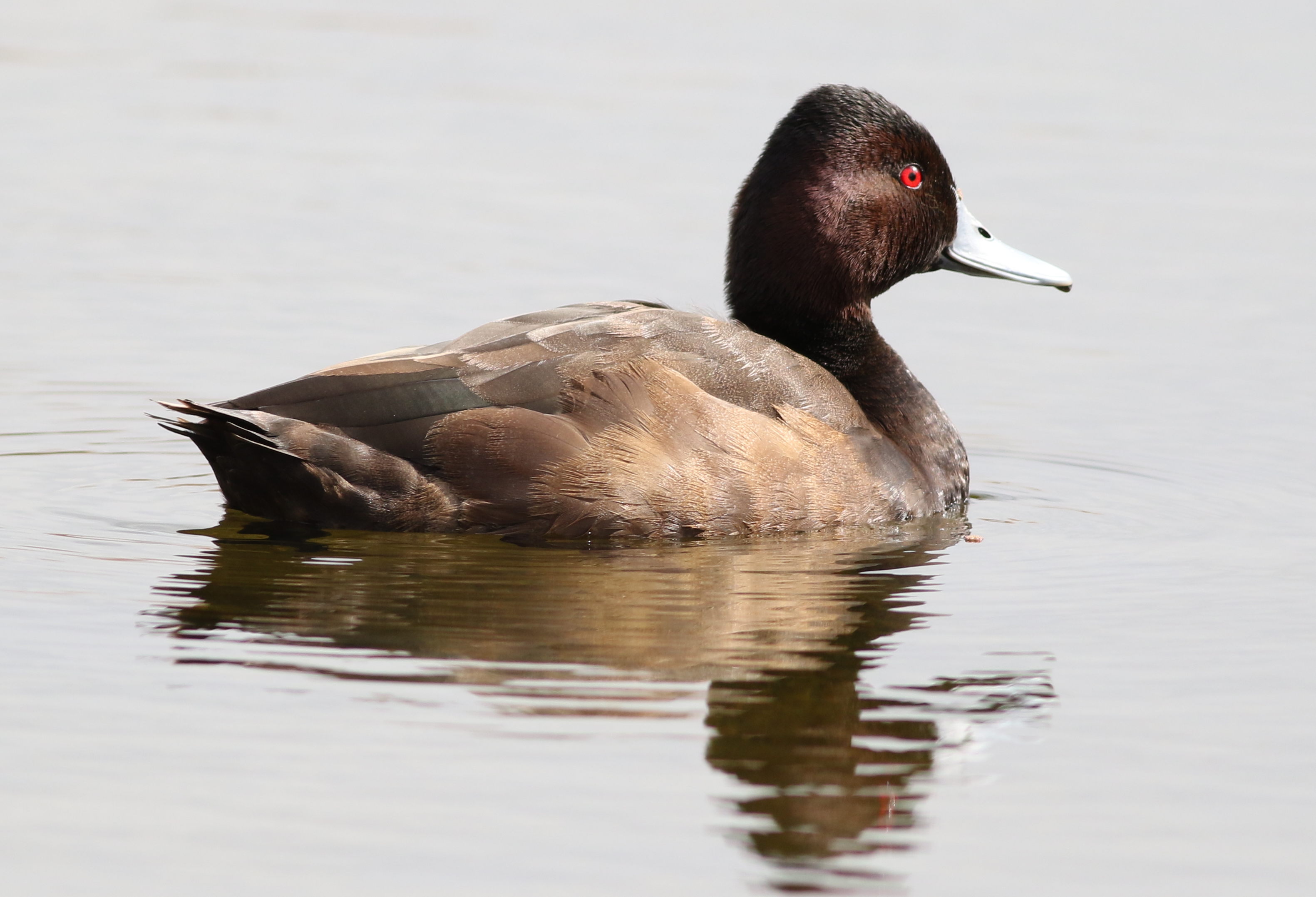 Preservation Efforts and⁢ Challenges ⁤for Southern Pochards ‍in Masai Mara National ⁤Park