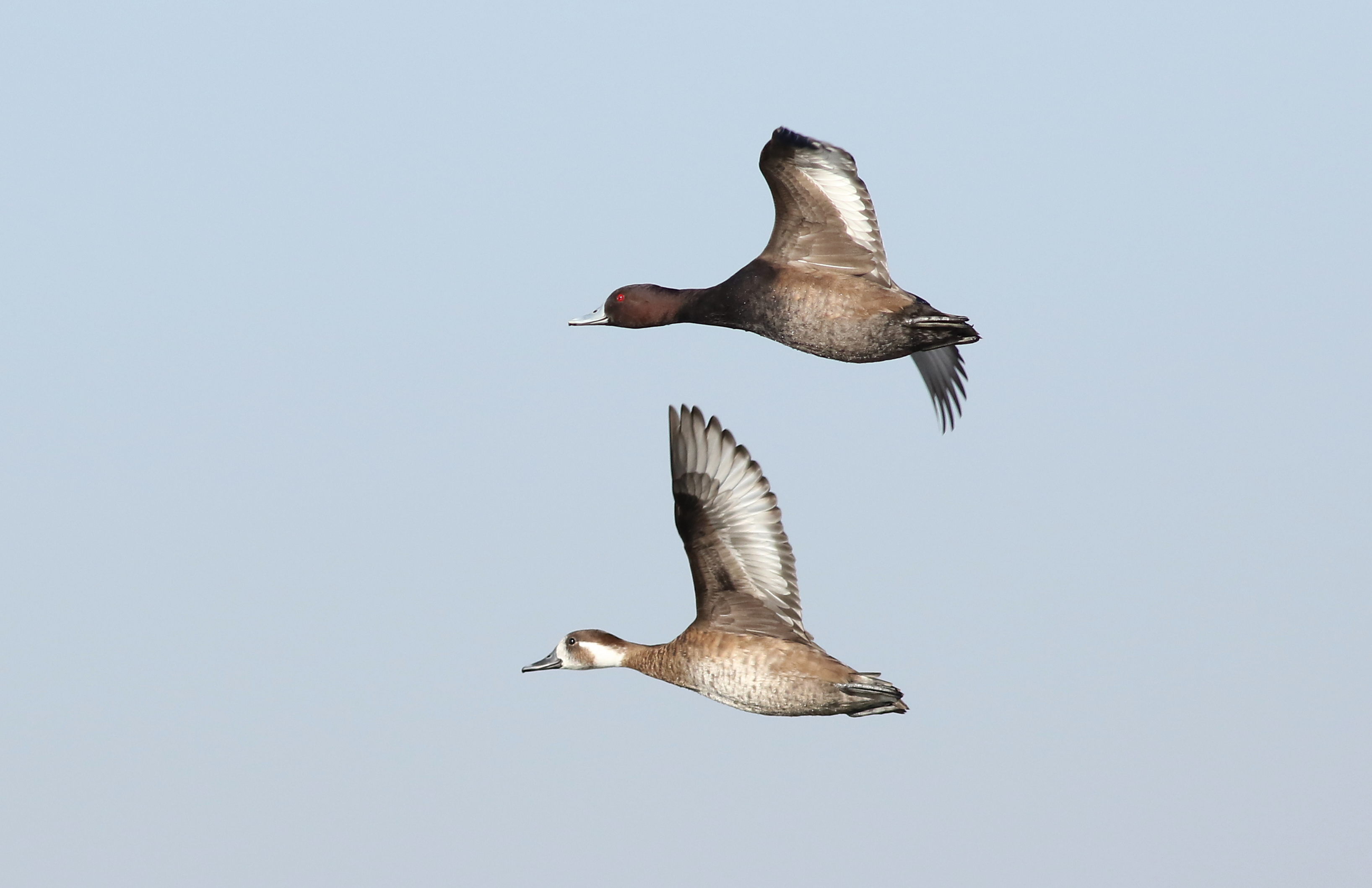 The Conservation Status of Southern Pochards in⁤ the Masai Mara National Park