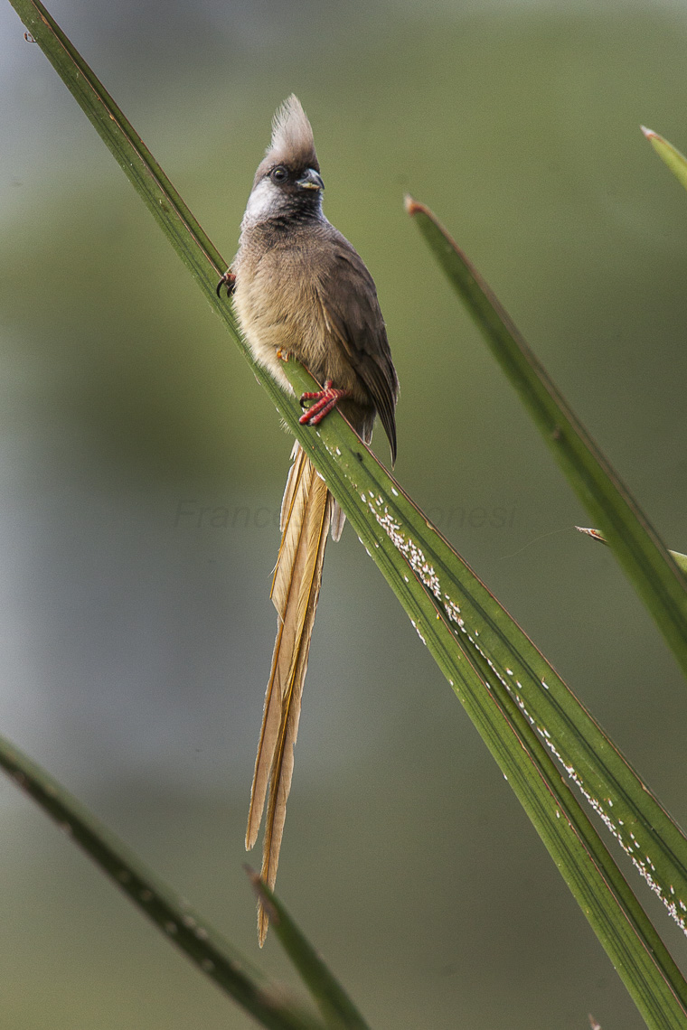 Importance of ‌Speckled⁣ Mousebirds in ⁣the Ecosystem of Masai Mara National Park