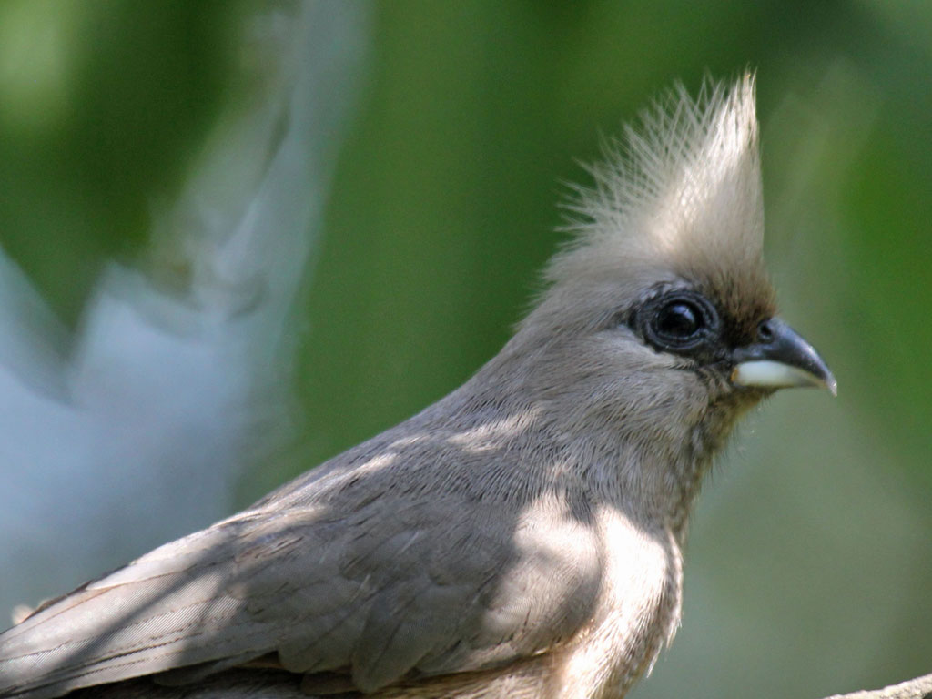 Conservation⁢ Measures to ⁢Protect the Speckled⁤ Mousebird in Masai‌ Mara National Park