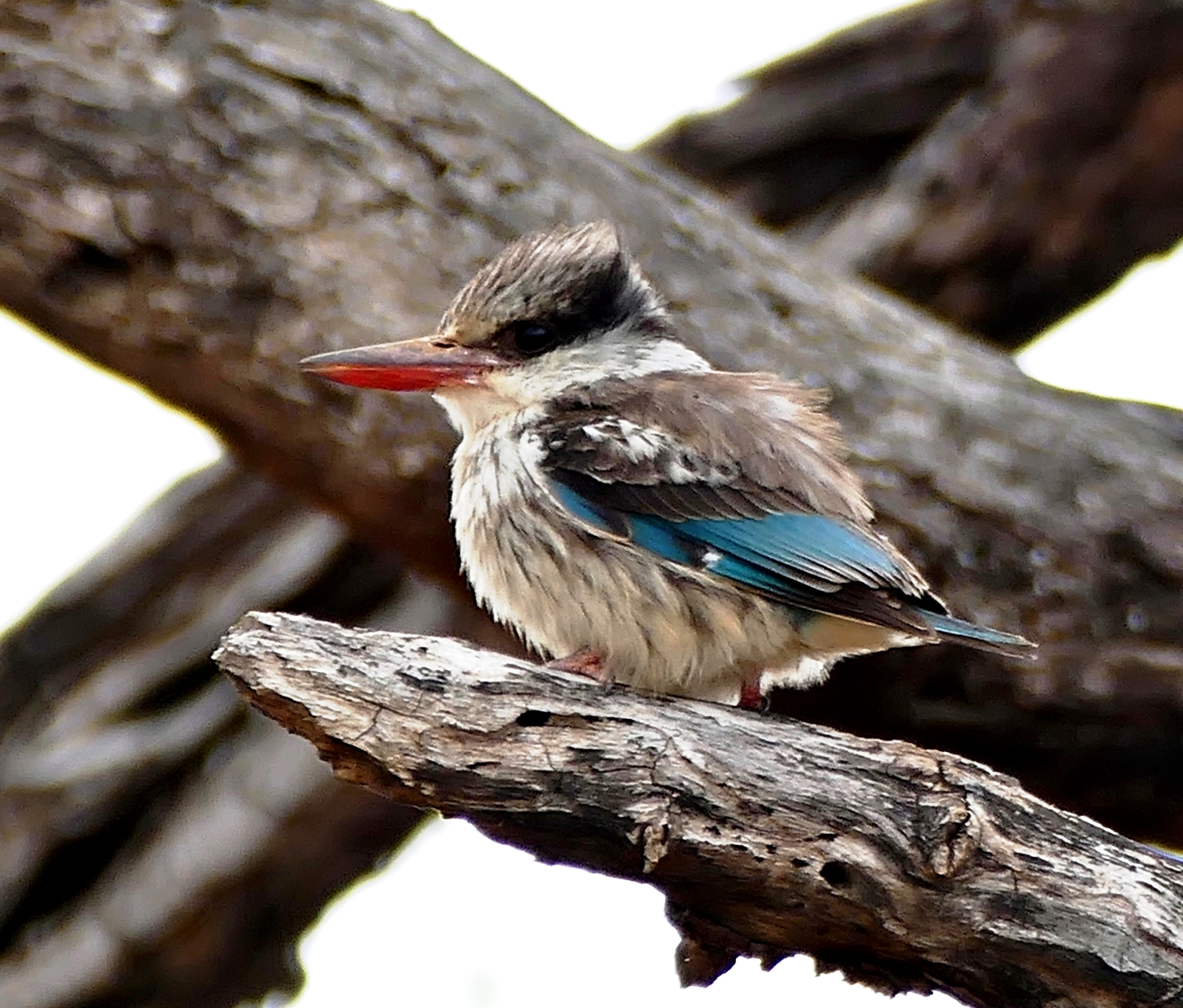 Conservation Efforts: Protecting‍ the Striped Kingfisher's Habitat in Maasai Mara