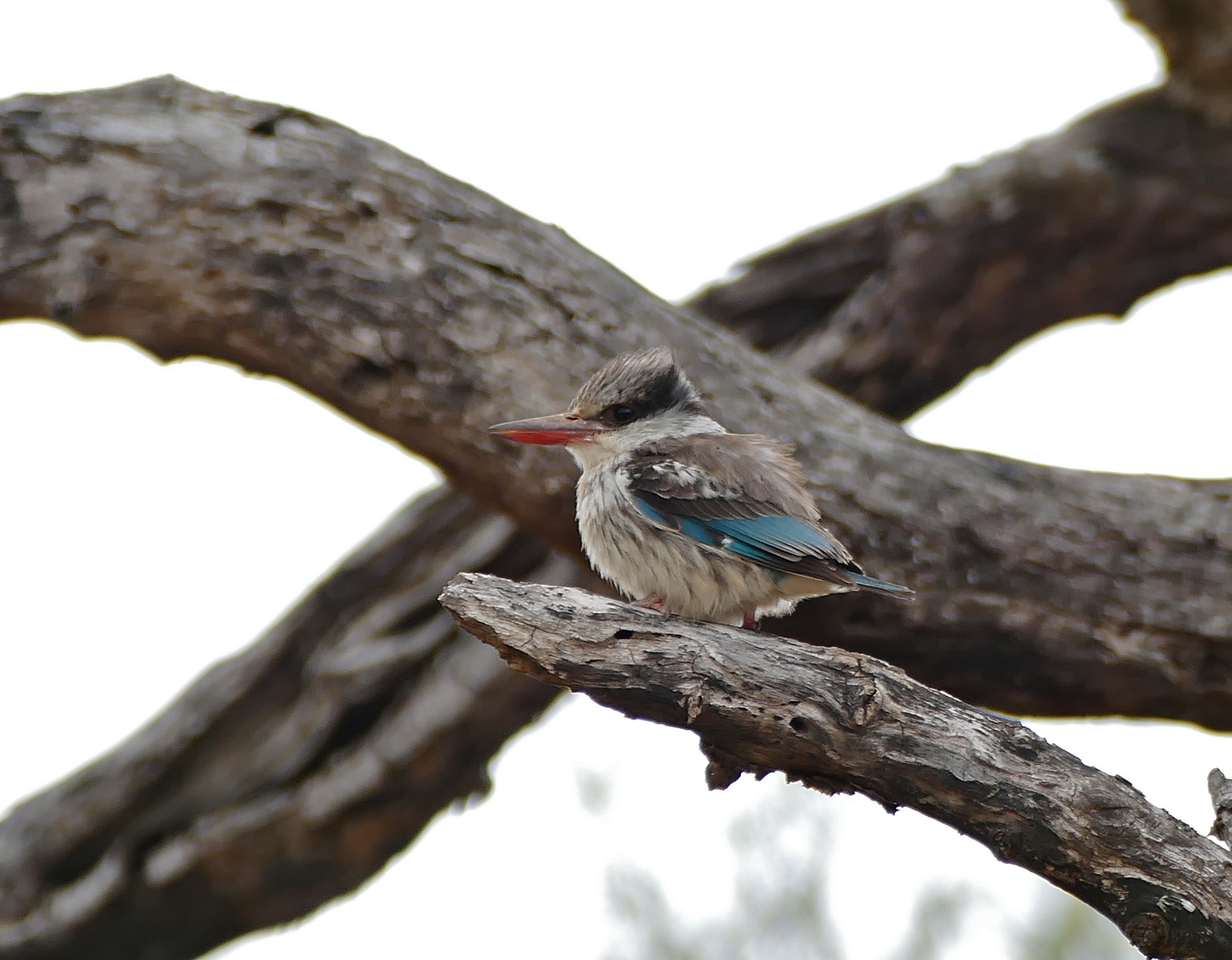 Striped Kingfisher: ⁣The Enchanting Bird of ⁢Maasai‍ Mara National ​Park