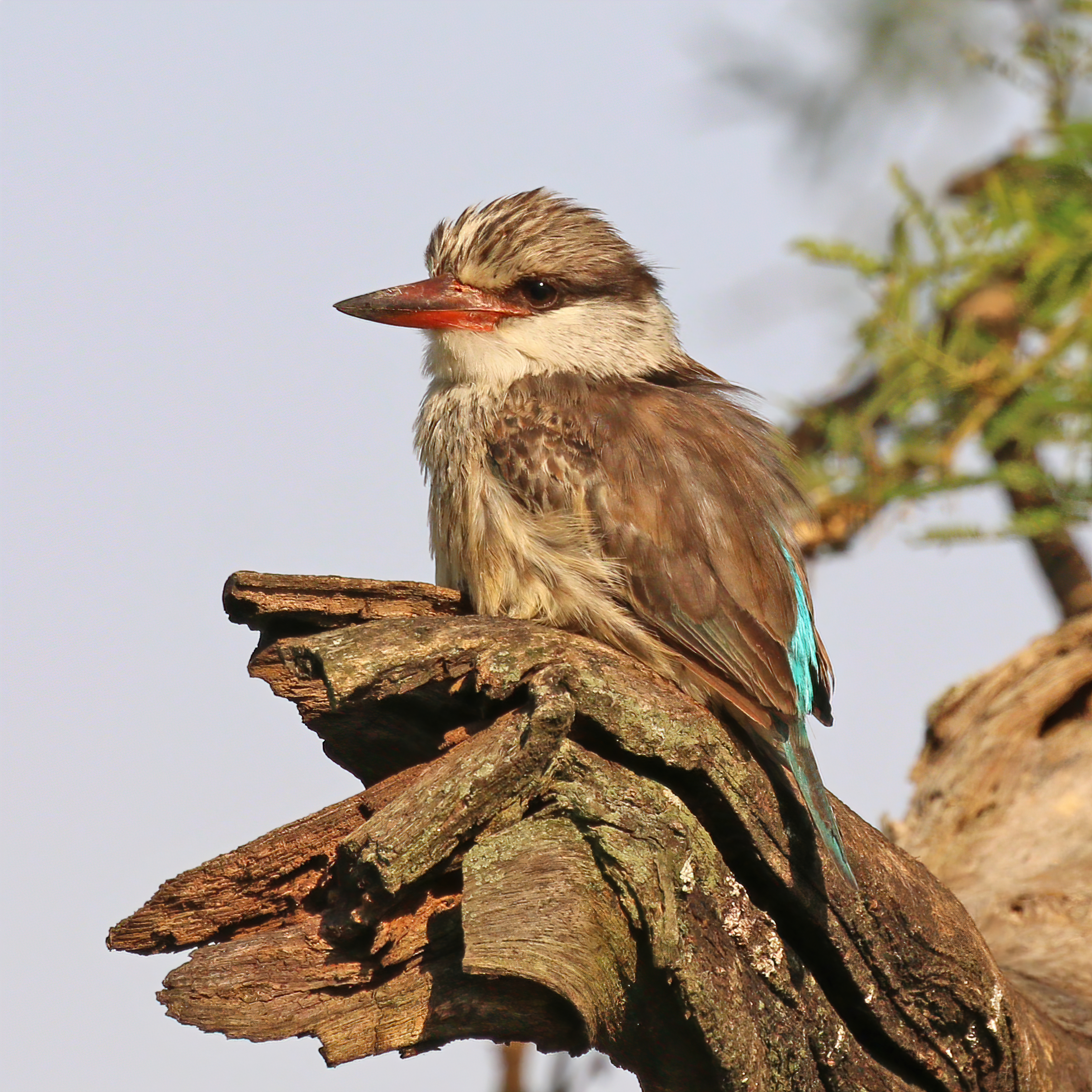 Habitat and​ Distribution of the Striped Kingfisher in‌ Maasai Mara ‌National‍ Park