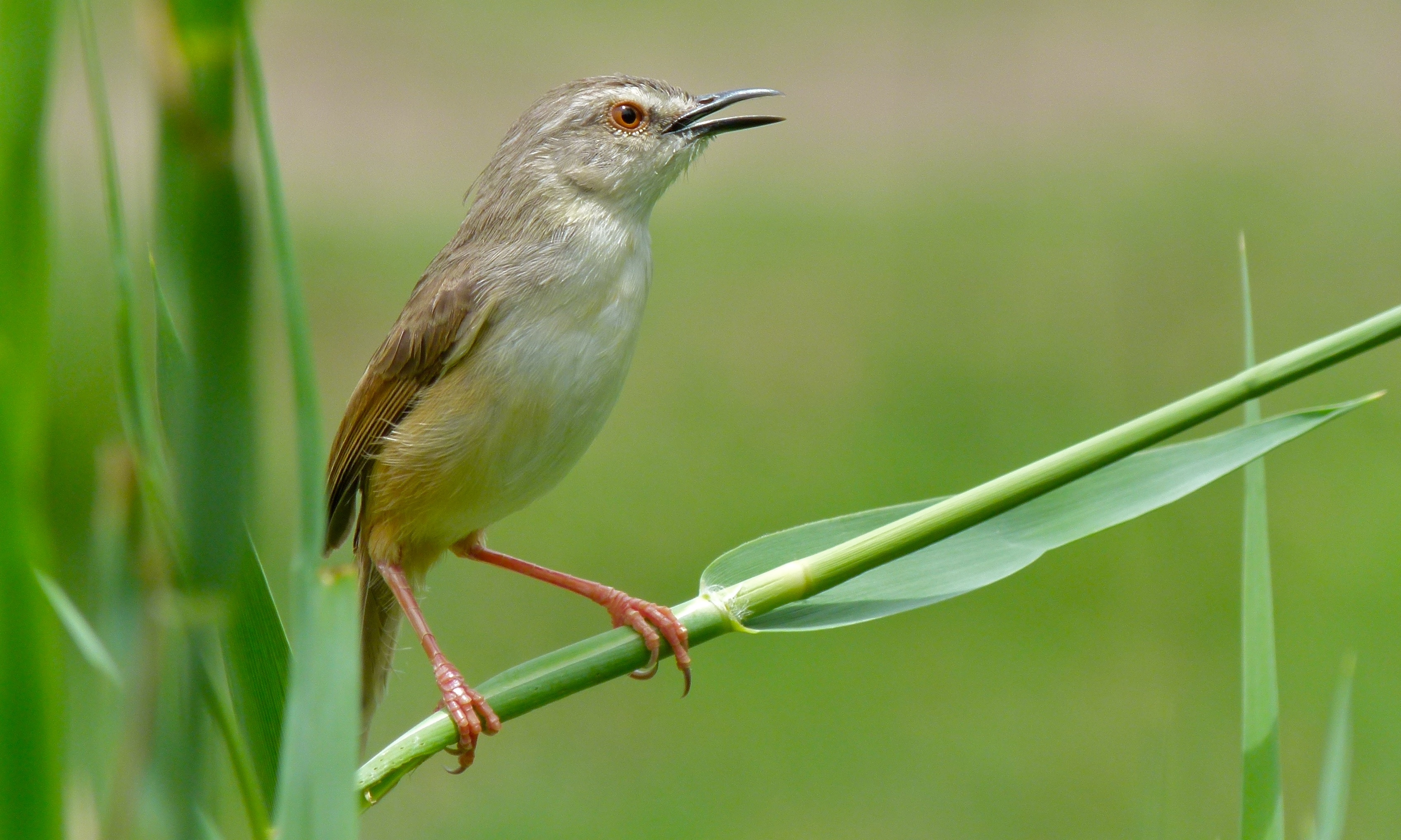 Tawny-flanked ⁤Prinia: A Charming Bird of Masai Mara ⁣National Park