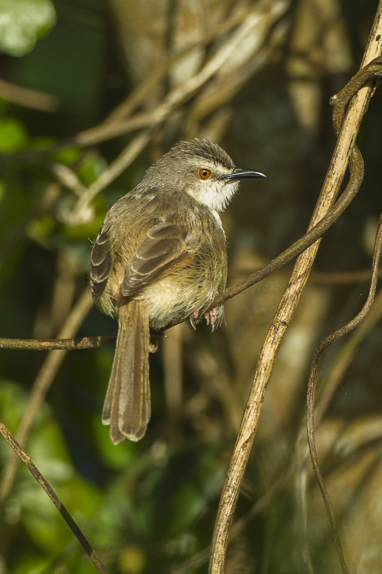 Understanding the Habitat‌ of Tawny-flanked Prinias in Masai Mara National⁤ Park