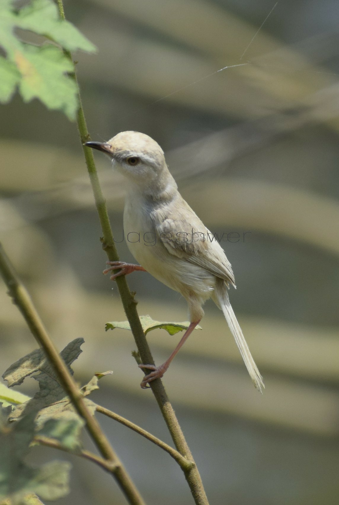 Conservation efforts and challenges ⁣for​ the ⁢Pale Wren-Warbler in Masai Mara National ⁣Park