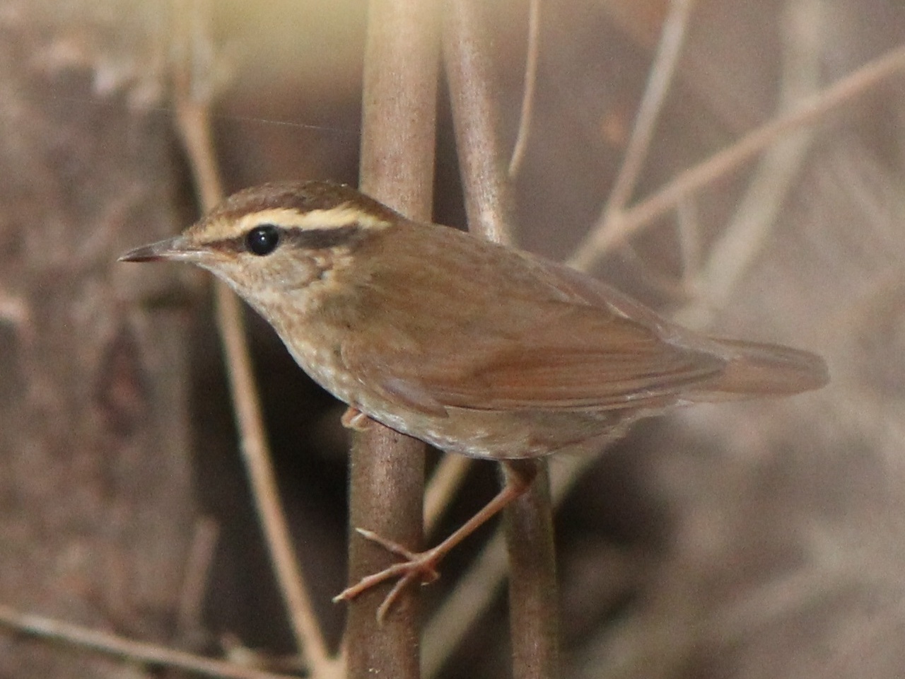 Overview⁣ of ‍the⁤ Pale⁣ Wren-Warbler species and‍ its habitat in⁤ Masai Mara National Park