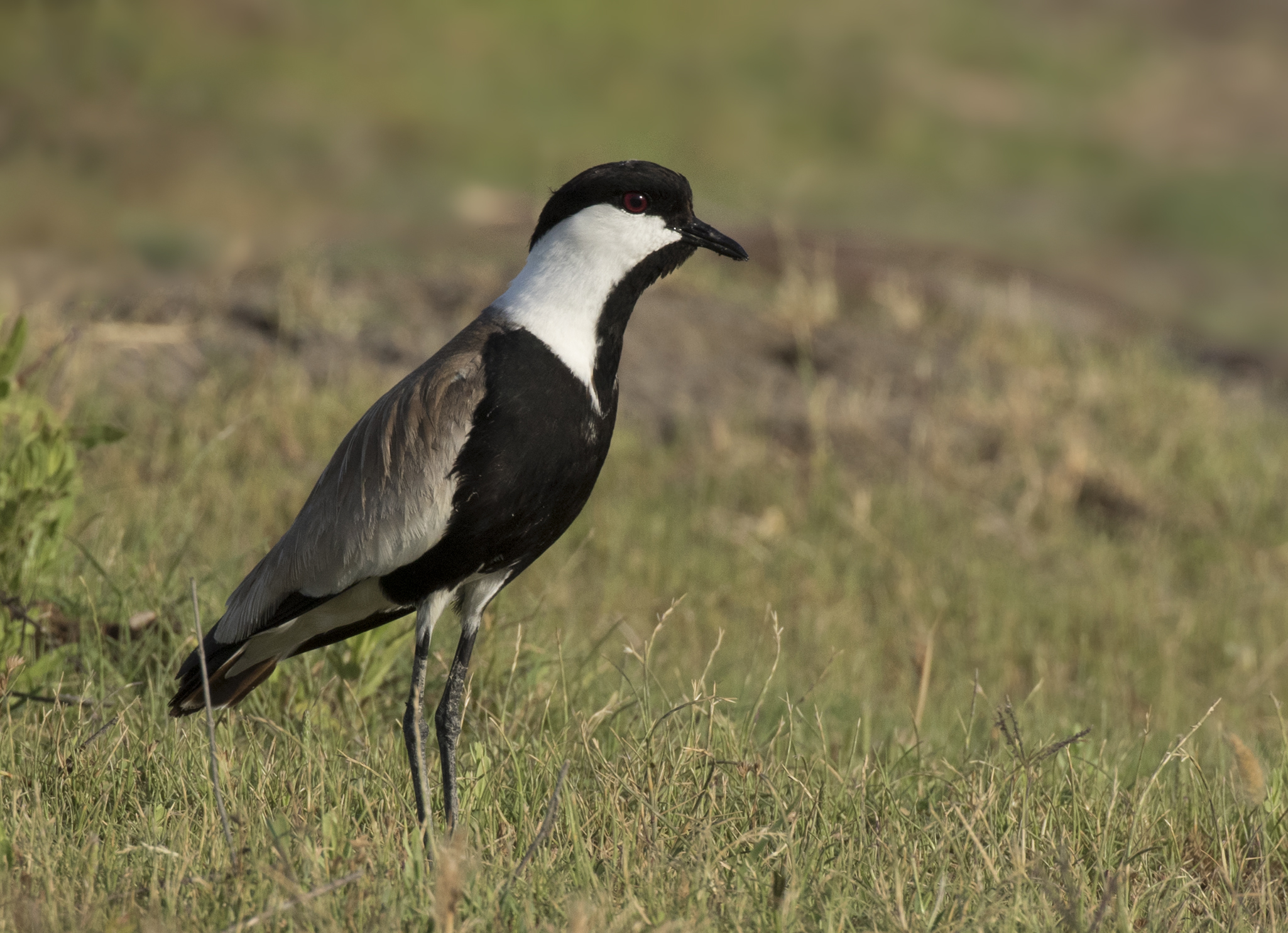 Recommended strategies to protect and preserve the Black-winged Lapwing population in Masai Mara National Park