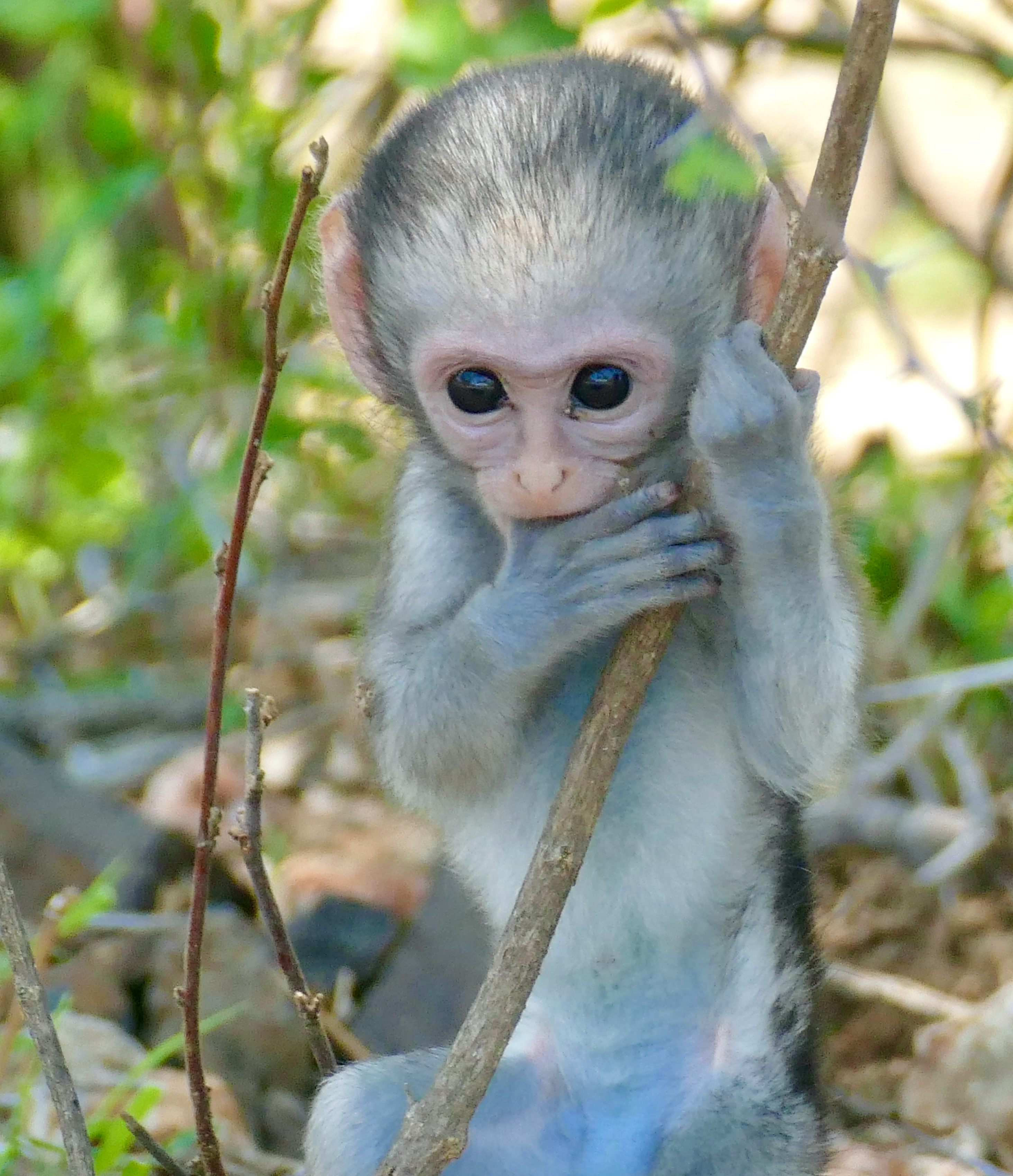 Vervet Monkey:⁤ The Mischievous Primate of Masai Mara⁤ National Park