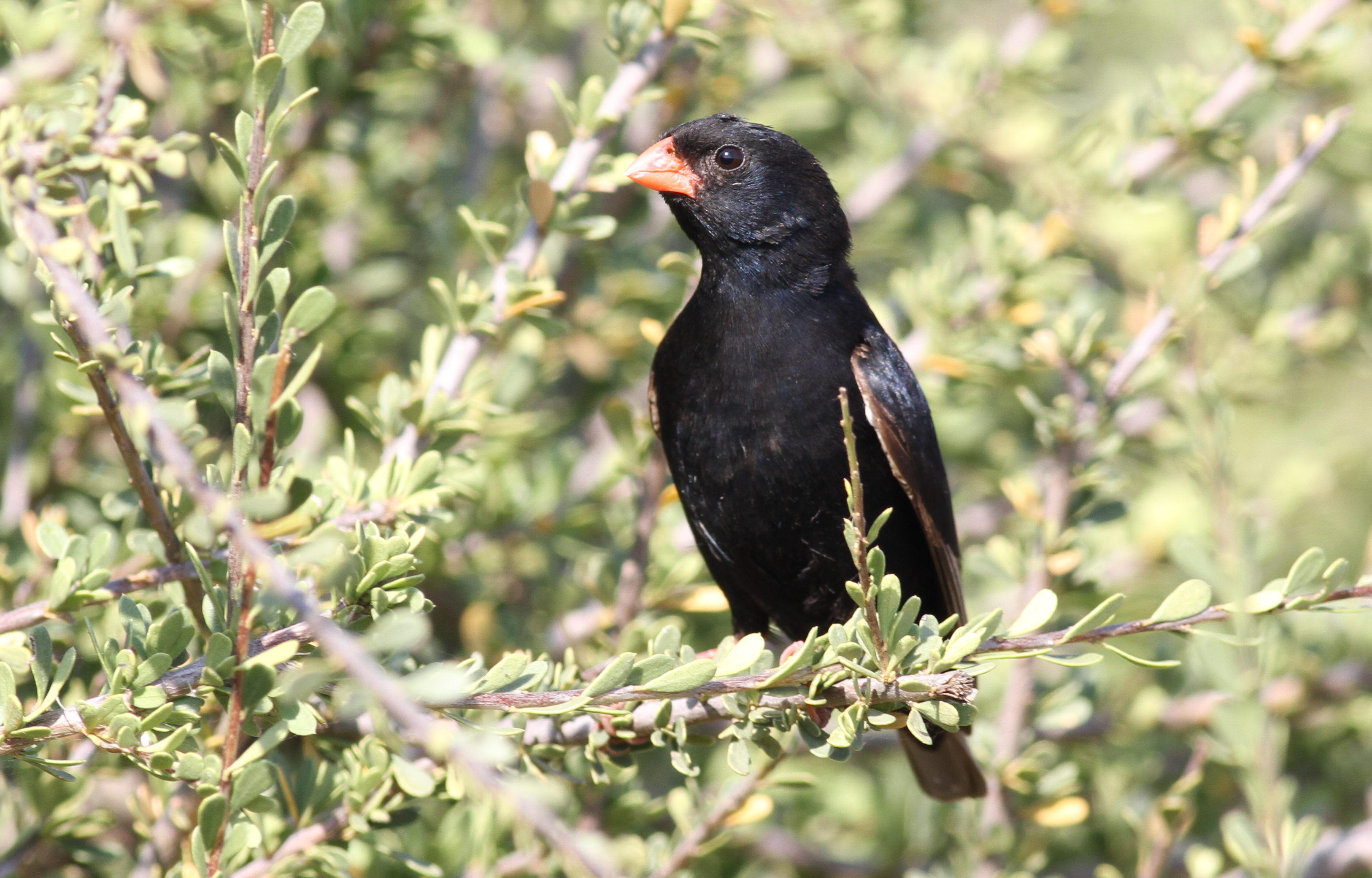 3. Conservation Concerns: Understanding‌ the⁤ Challenges Faced‍ by the‍ Village Indigobird Population in Masai​ Mara