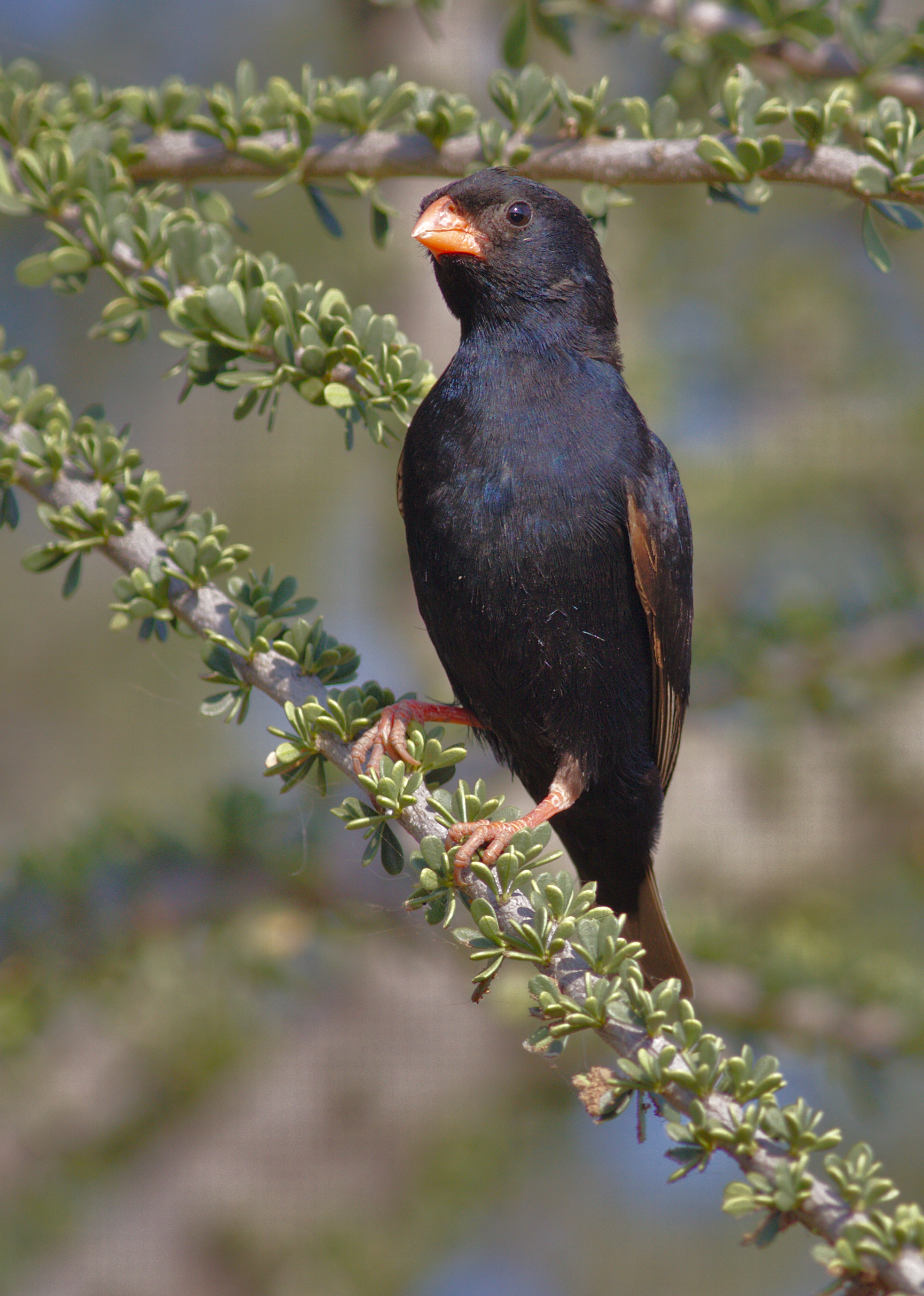 2. A Closer Look at the Village Indigobird's ‌Appearance, Behavior, and Reproduction Habits