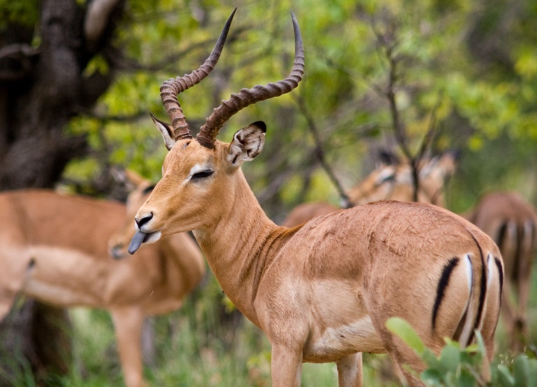 Understanding the Behavioral⁤ Patterns of Impalas in Masai Mara National Park