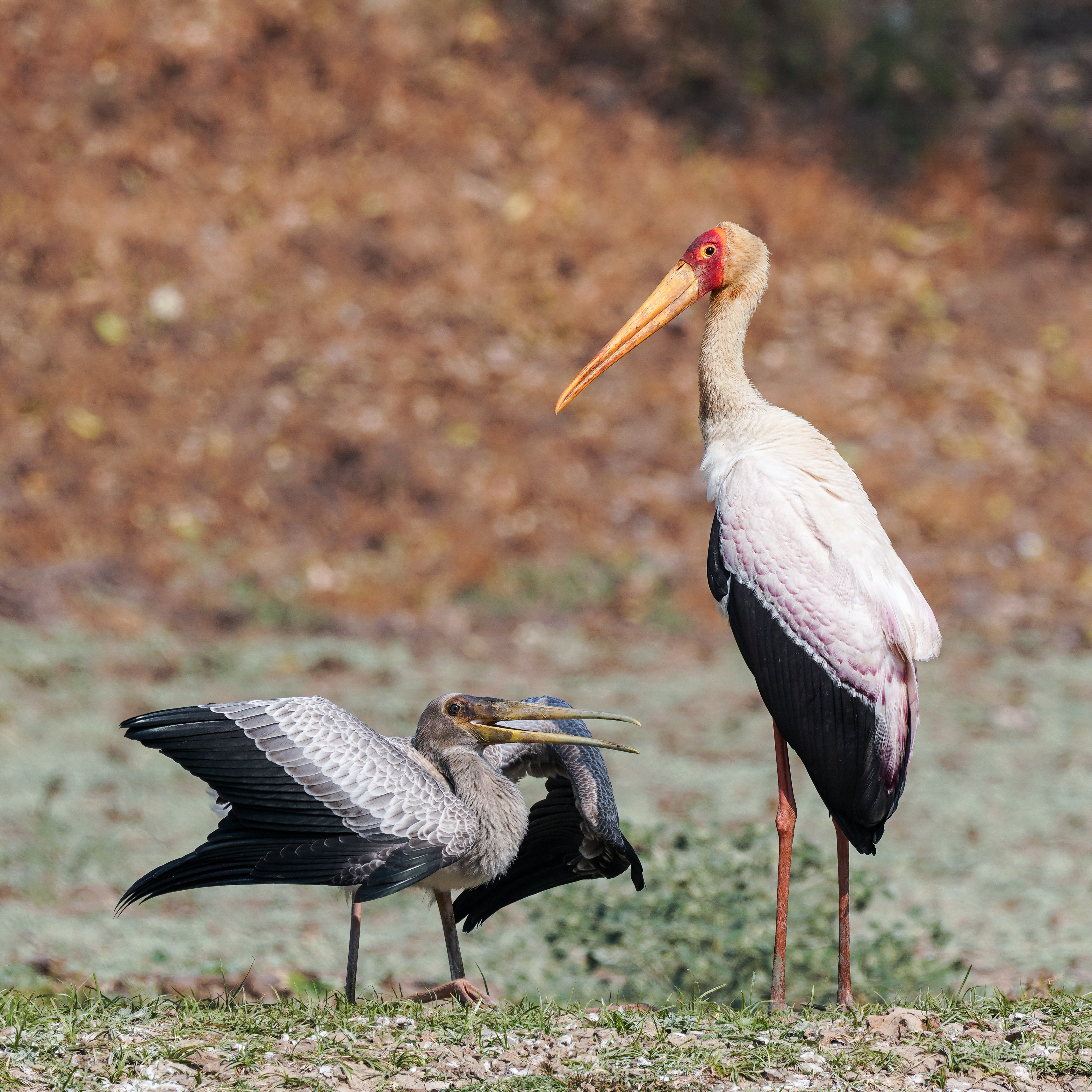 Yellow-billed Storks:‌ Majestic Avian⁤ Species in the Masai Mara National Park