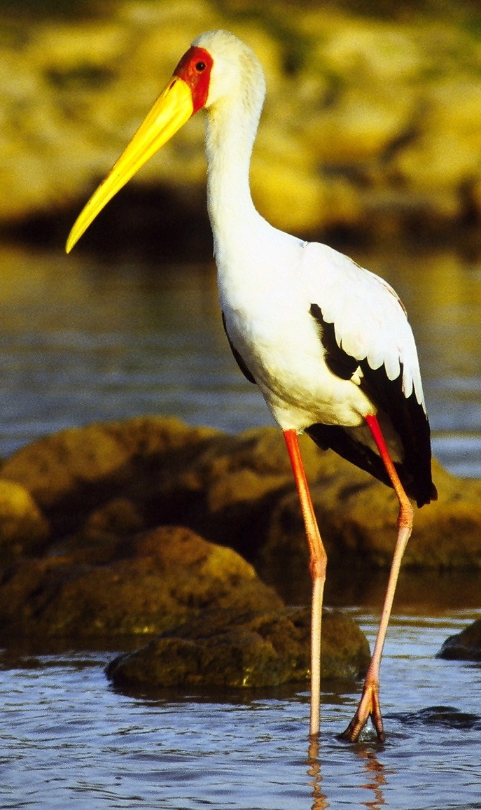 Conservation Efforts: Preserving the Yellow-billed Stork's Habitat in Masai Mara