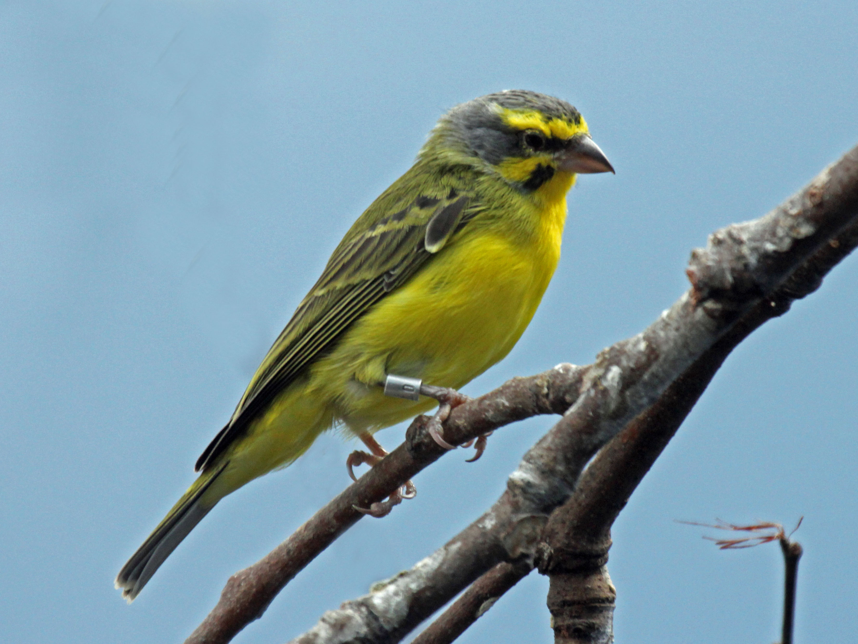 The Habitat and Behavior of​ Yellow-crowned Canaries in Masai Mara National Park