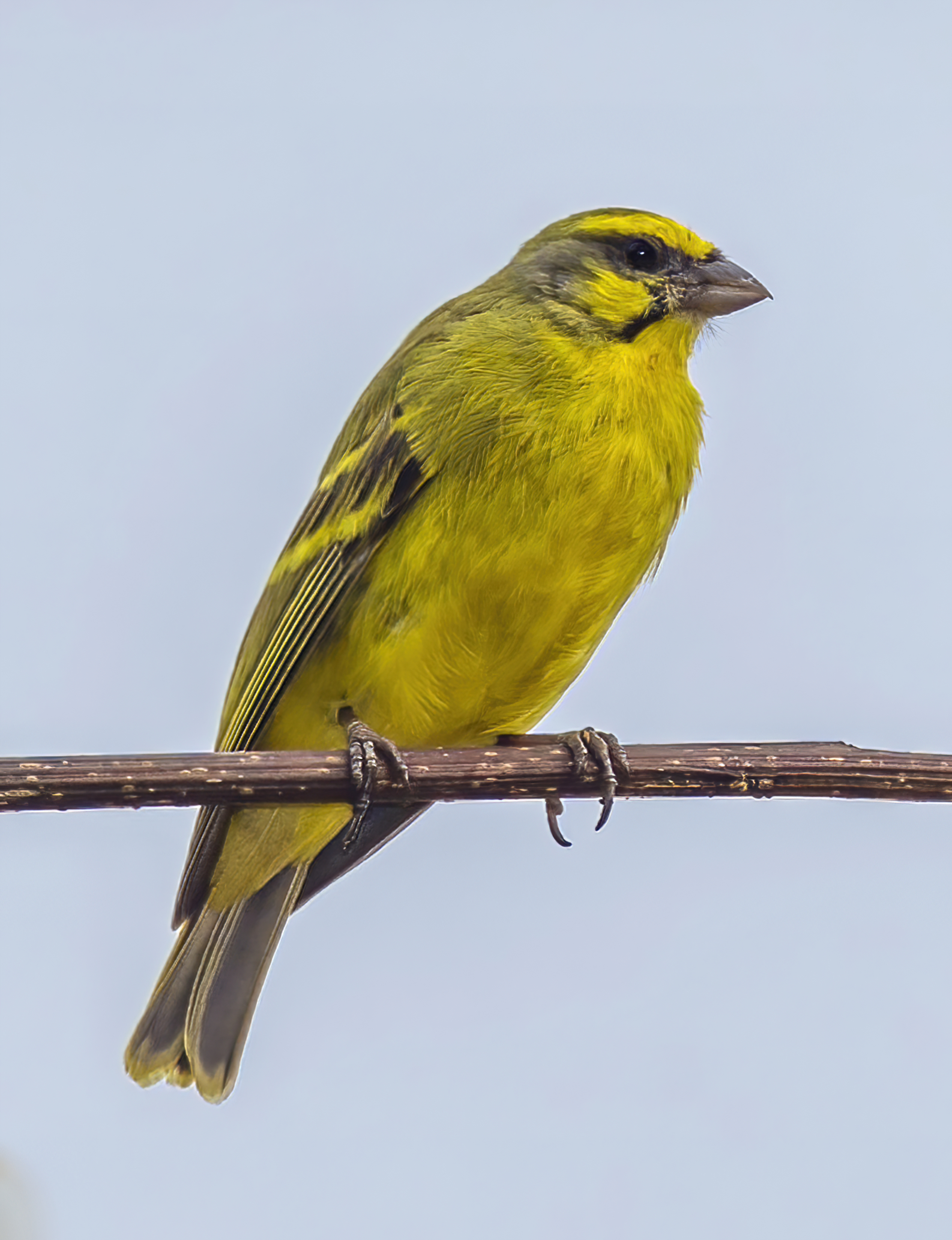 The Importance of‌ Birdwatching‍ to Preserve Yellow-crowned Canaries in Masai Mara National Park