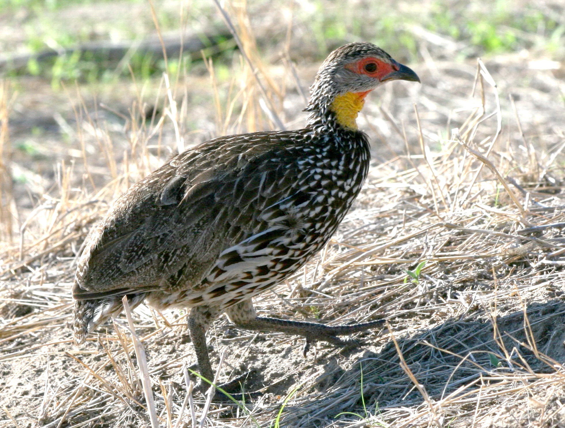 Threats⁤ and Challenges faced by the Yellow-necked Francolin in Masai Mara National Park