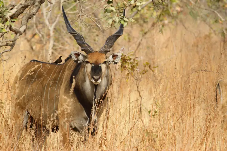 3-Day Wildebeests Migration Sharing Safari - Masai Mara