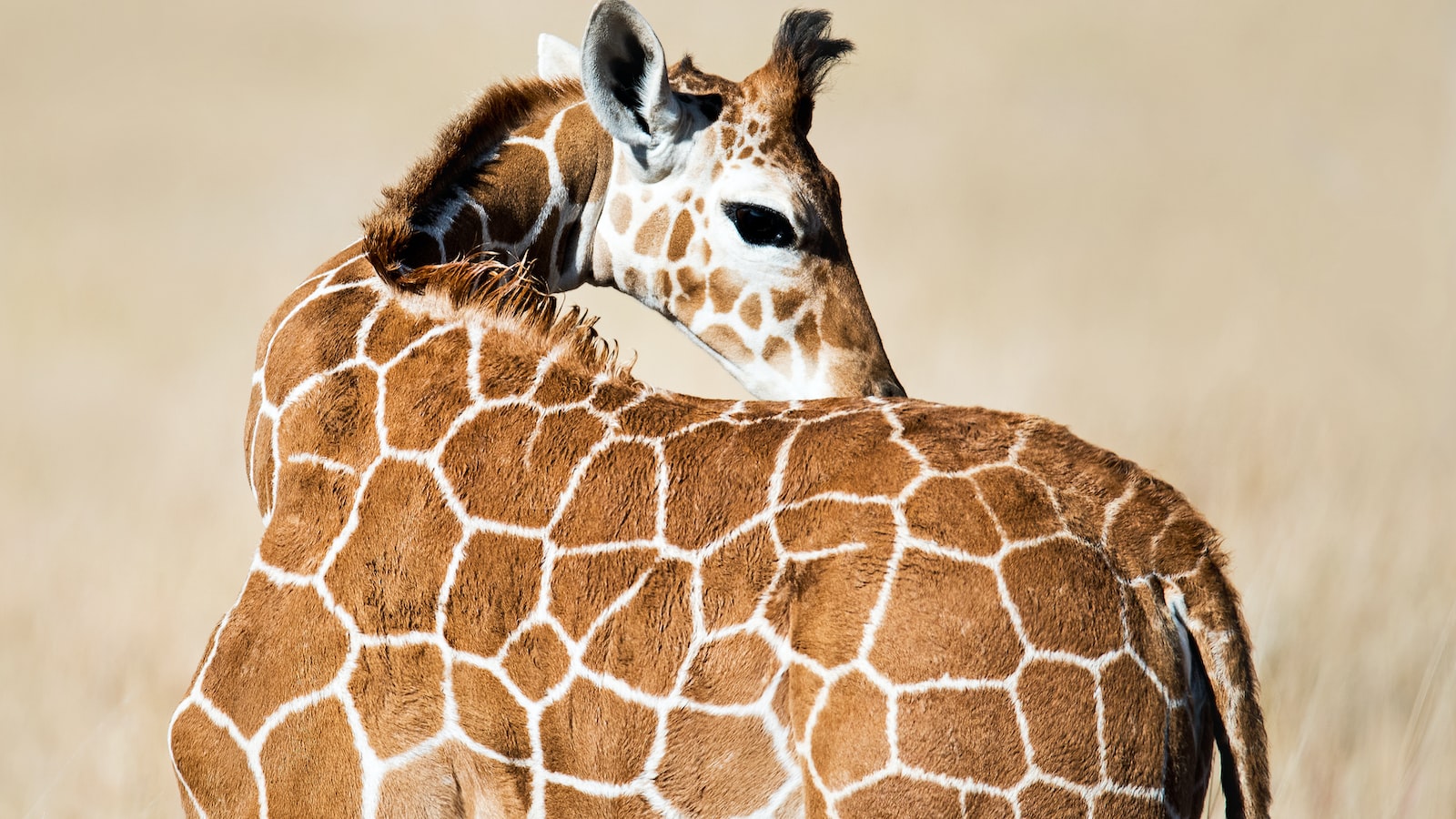 Creating a Sustainable Future for Reticulated Giraffes: Recommendations ⁤for Conservation ⁣in ​Masai Mara National Park