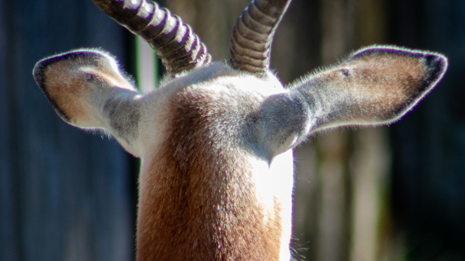 Discovering the Dietary and Survival Strategies of Gerenuk in ‍Masai Mara National Park