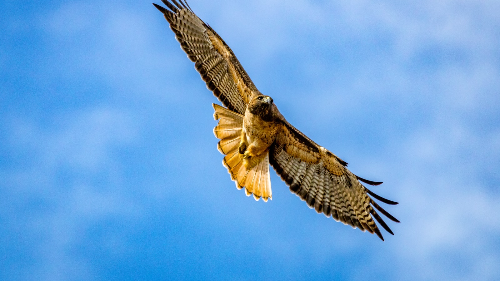 Preserving the African Hawk-Eagle's Future: Sustainable Tourism in Masai Mara