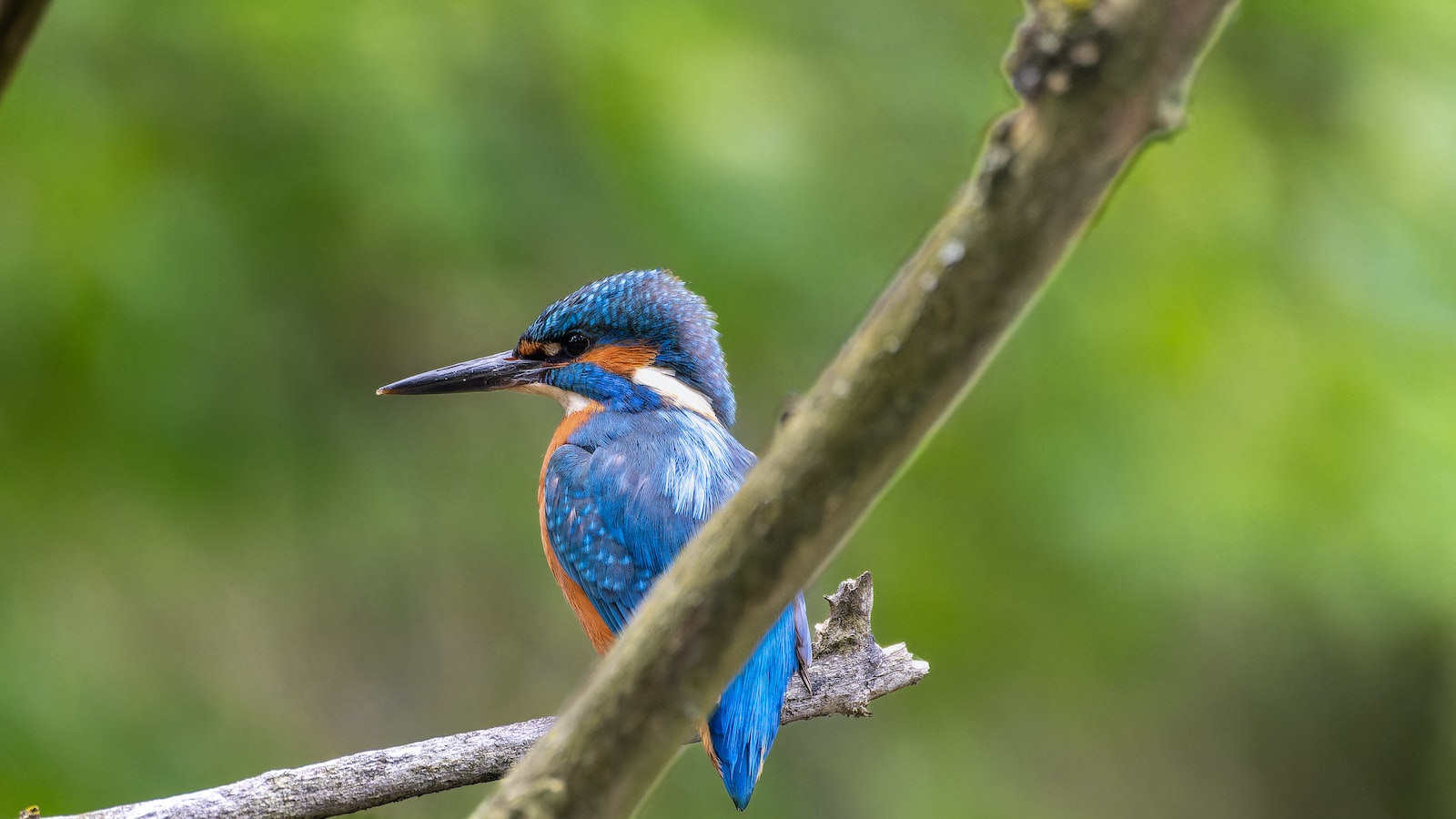 Best Time to​ Spot‍ Fischer's Lovebird in Masai‌ Mara National Park