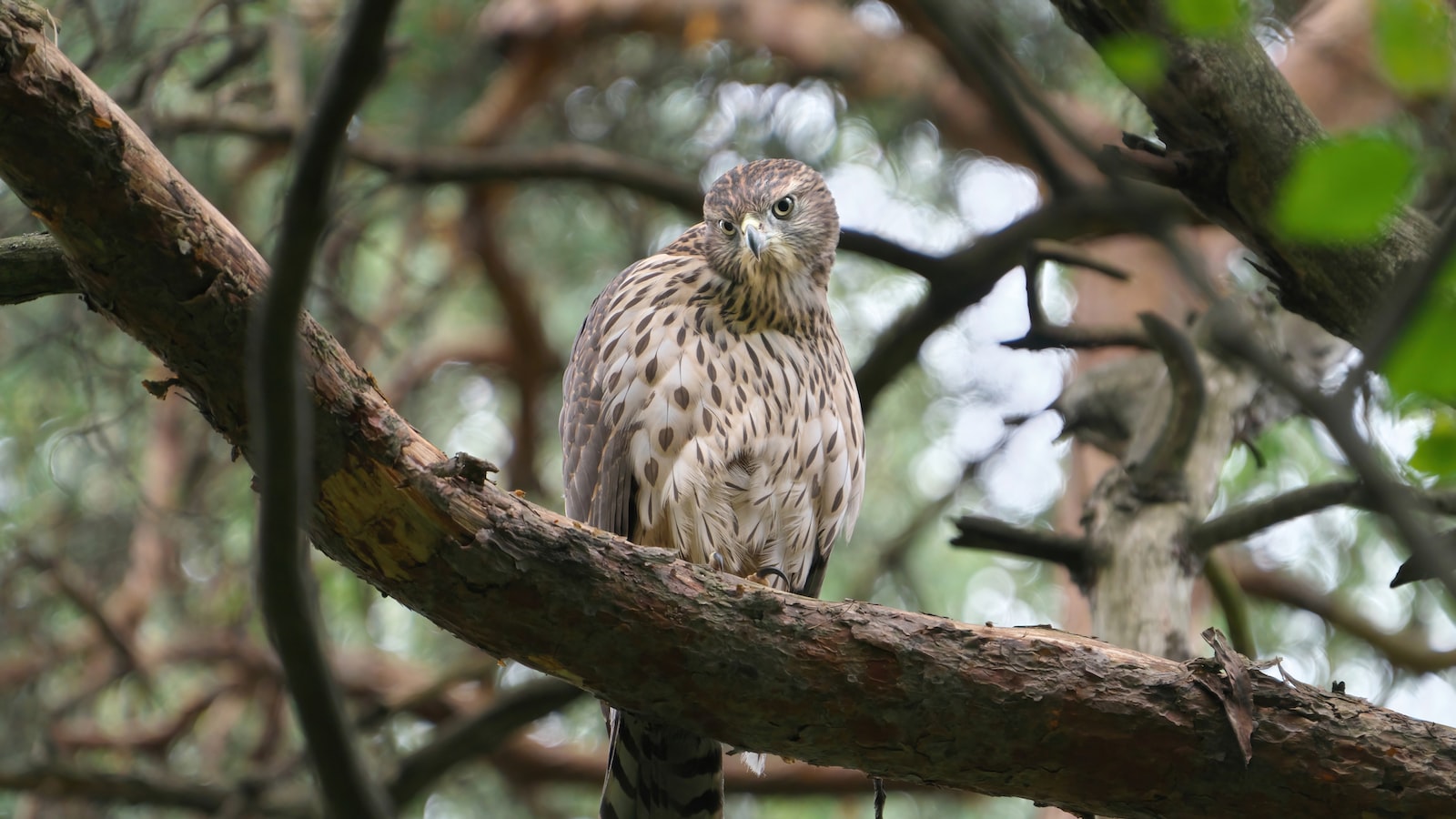 5. ⁤Conservation and Preservation: Promoting Responsible Tourism to Safeguard the Existence of⁢ Gabar Goshawks in Masai Mara