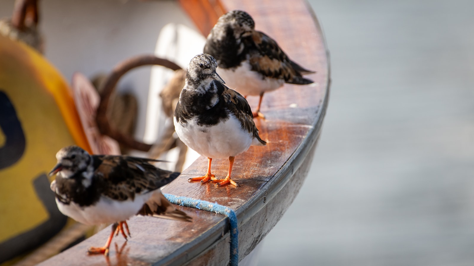 The Importance of Sustainable Tourism in Preserving Ruddy Turnstone Population in Masai Mara National Park