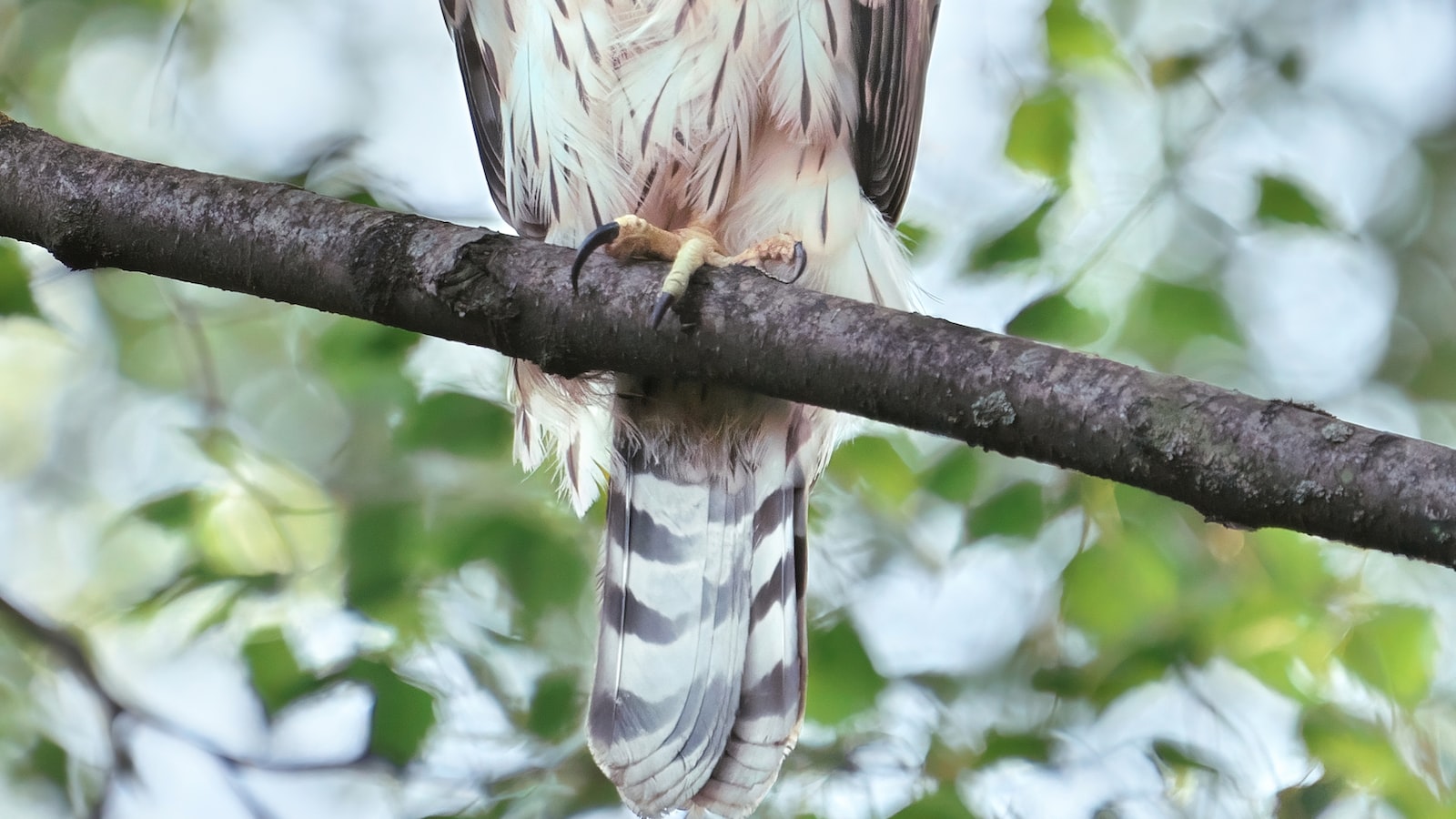 6. The Ultimate Gabar Goshawk Experience: Recommendations for⁢ Visitors in ⁣Masai Mara National Park