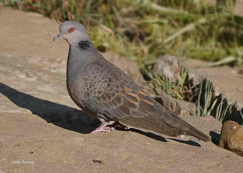 1. Discovering the Enigmatic Dusky⁤ Turtle Dove: A ⁣Hidden Gem⁤ of ⁣Masai Mara National Park