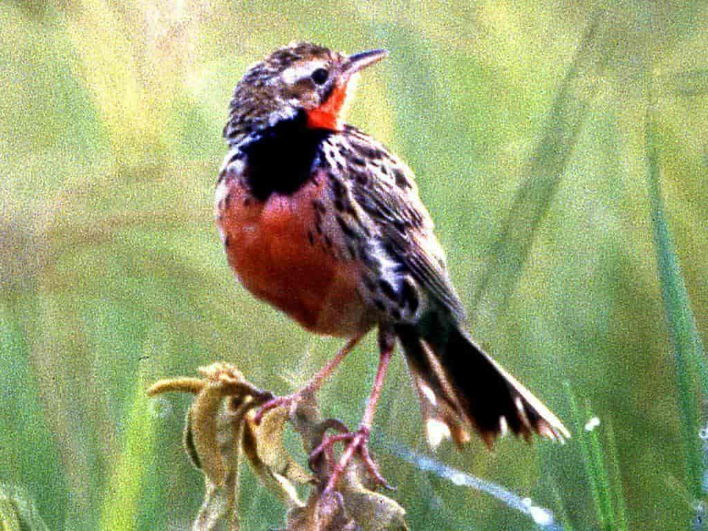 Exploring⁣ the Habits and Habitat of‌ Rosy-throated Longclaw ⁤in Masai Mara National Park