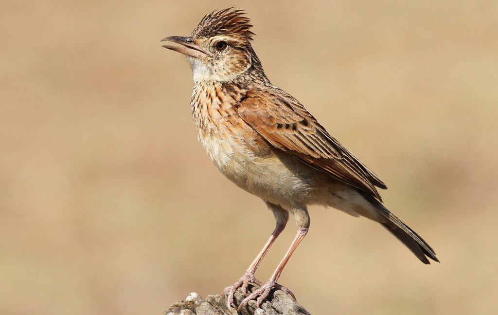 Preserving‌ Habitat:⁣ The Key to Sustaining Rufousnaped ⁢Lark Melodies in Masai Mara