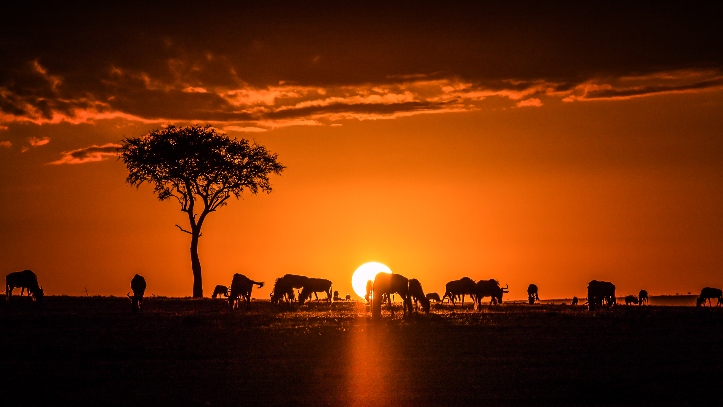 Soaring Above the Masai Mara: Exploring Altitude Ranges During Balloon Safaris