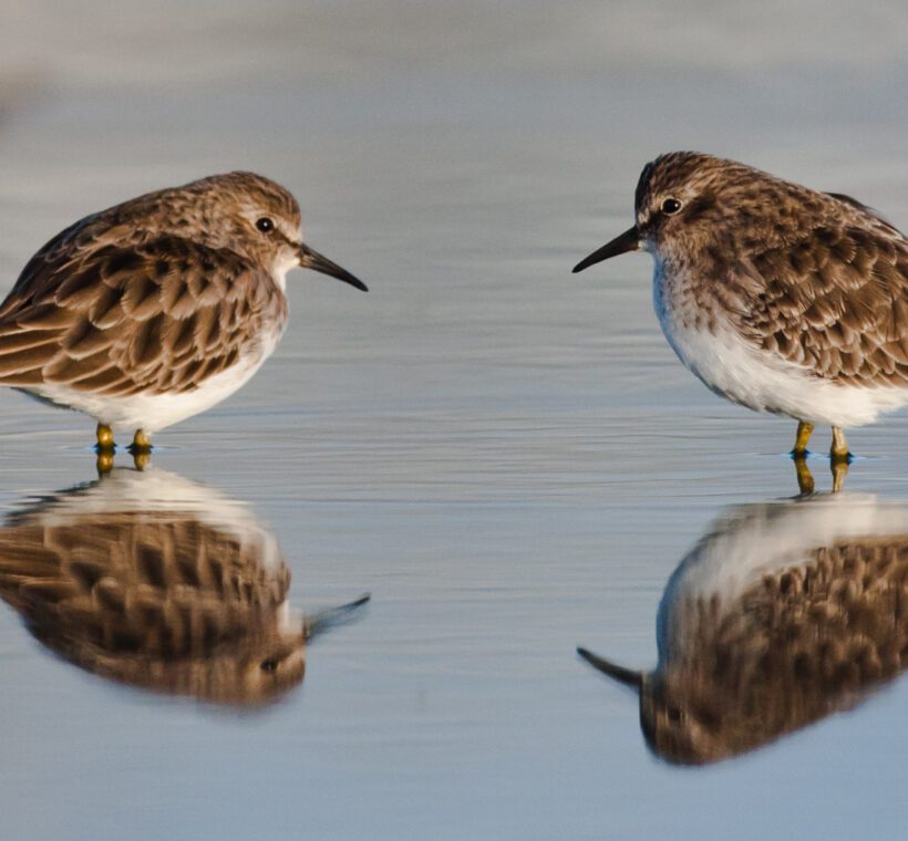 Sanderling