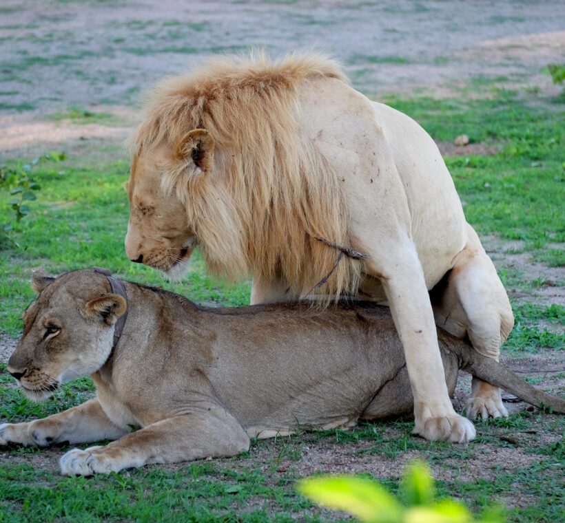 Can I learn about animal behavior and communication during the game drive?