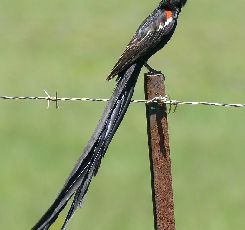 Yellow-mantled Widowbird