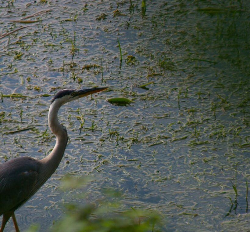 Blackheaded Heron Elegant Presence in Masai Mara