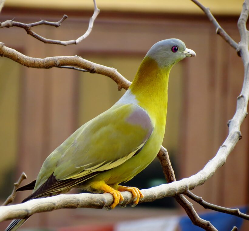 Bruces Green Pigeon Colorful Fruitlover of Masai Mara