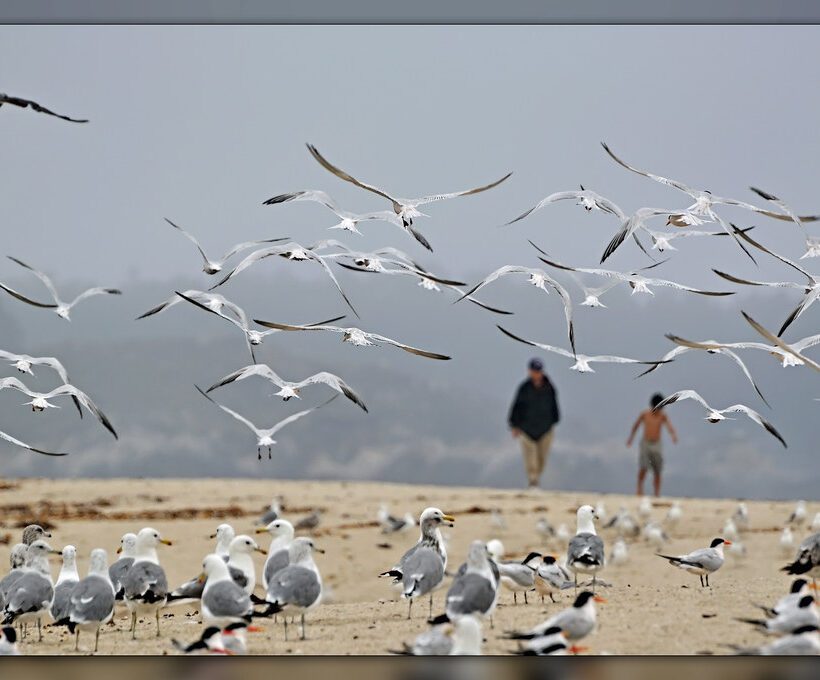 Are there game drives that specialize in bird watching in Maasai Mara?