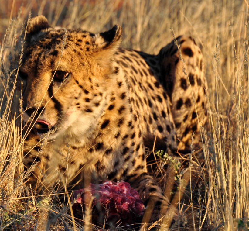 Can I participate in wildlife research or conservation efforts from the balloon in Maasai Mara?