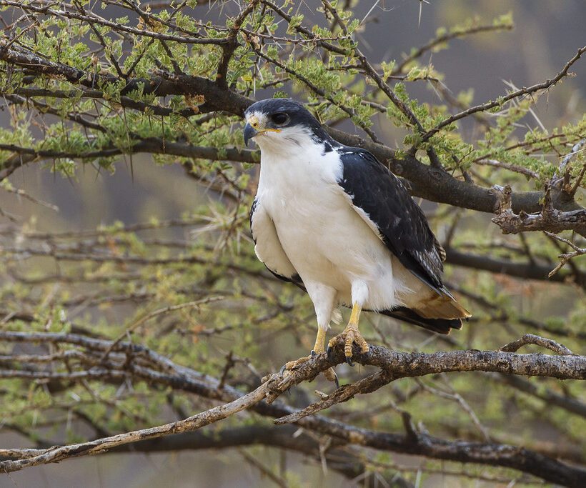 Augur Buzzard Master of the Masai Mara Skies