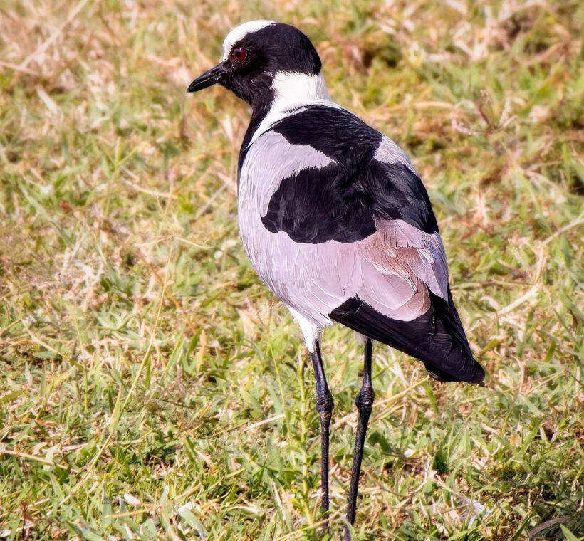 Blacksmith Lapwing Crafty Plover of Masai Mara