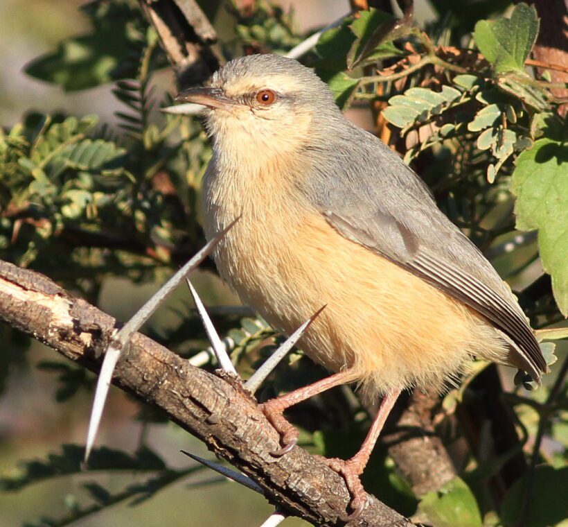 Redfaced Crombec A Melodic Presence in Masai Mara