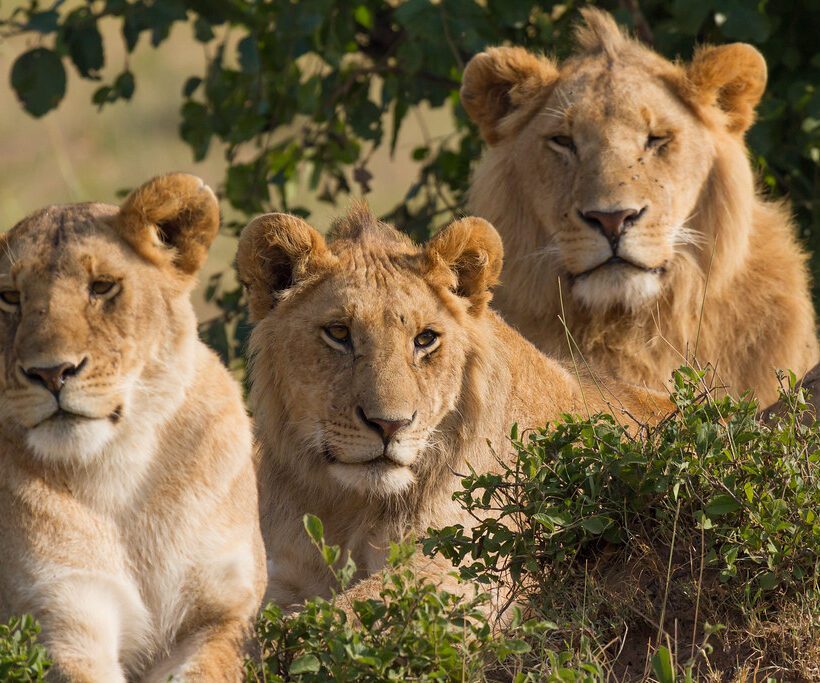 What happens if we encounter dangerous animals like lions or elephants during a game drive in Maasai Mara?