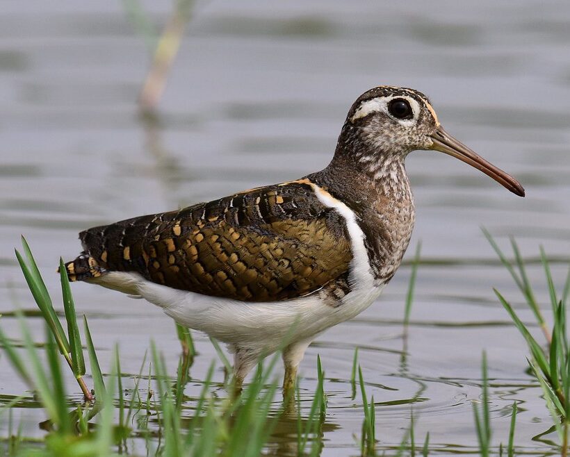 Greater Painted Snipe A Hidden Beauty in Masai Mara